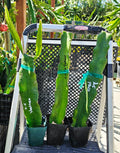 Rooted Dragon Fruit Cuttings - 12 to 16 Inches Long - 20+ Varieties - Hylocereus spp.