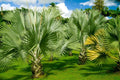 Mexican Fan Palm Tree Seeds - 20 Premium Quality Washingtonia Robusta Seeds for Landscaping and Gardening