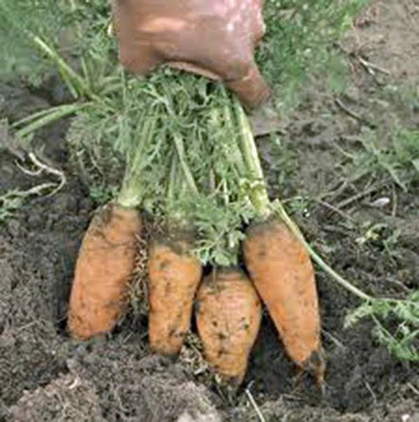 Carrot Seeds - Danvers Half Long Heirloom, Non-GMO, 20+ Seeds, Daucus carota