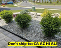 Wintergreen Boxwood Shrub in 1 Gal Pot | Outdoor Evergreen Garden Plant | Buxus sinica