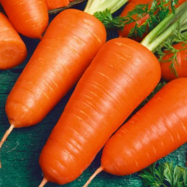 Carrot Seeds 500 Count Organic Chantenay Red Cored Heirloom Vegetable Daucus carota