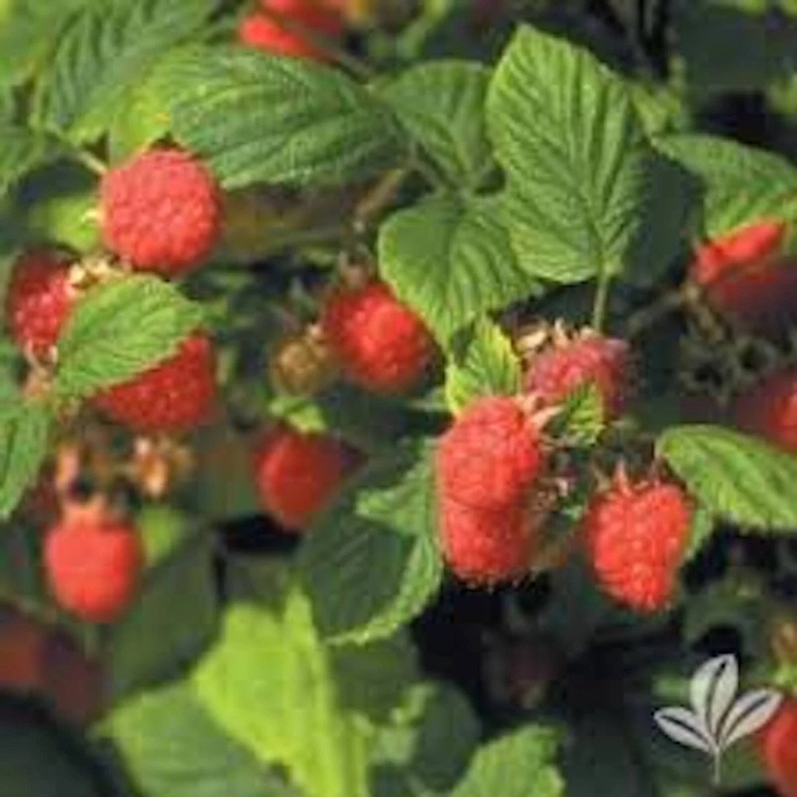 Nantahala Red Raspberry Plant - Live Bare Root Edible Fruit - Rubus idaeus - Zones 4-9 - Great for Outdoor Gardening