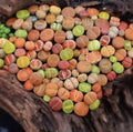 10 Pc Lithops Living Stones - Random Mix - Succulent Plants - Bare Root - 0.6-0.7 Inches