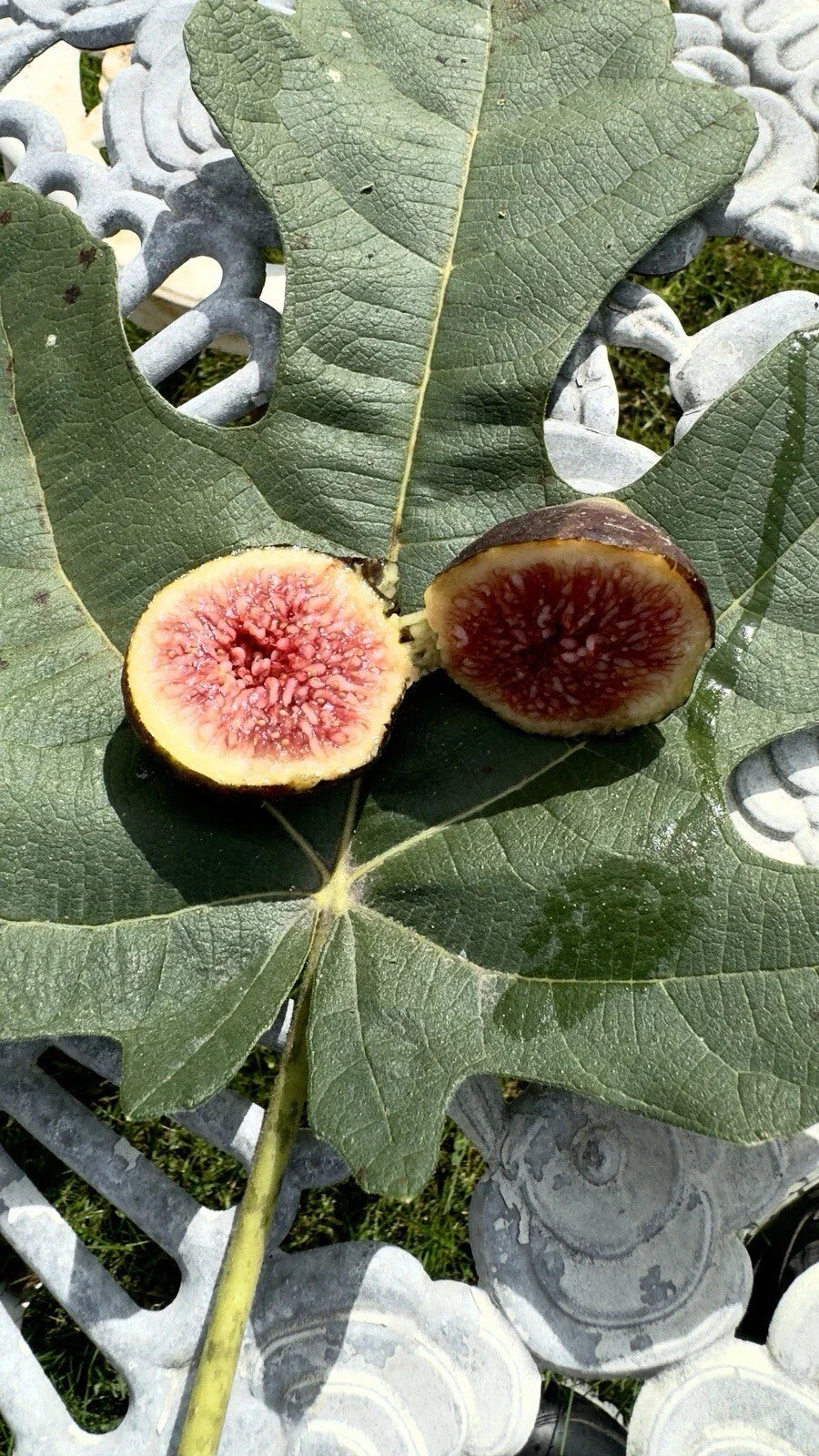 Brown Turkey Fig Cuttings 8 Pack - Ficus carica - Delicious Edible Fruit Plants for Home Garden