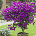 Bougainvillea Starter Plant - Well Rooted Violet Variety - Live Plug Plant - Bougainvillea spp.