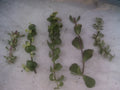 Portulacaria Cuttings Collection - 9 Varieties of Succulent Plants - Portulacaria afra and More
