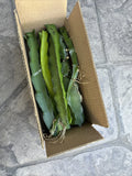 Dragon Fruit Cuttings - 10 Pack 8-14 Inches Long - Hylocereus Undatus (White Flesh)