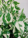 Pothos Cuttings - 3 Pearls and Jade Variegated Devil's Ivy Indoor House Plant - Epipremnum aureum