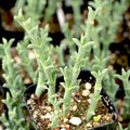 Ruschia Uncinata 'Doringvygie' Succulent Live Plant 2 Inch - Hardy Ground Cover for Home Garden Decor