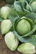Cabbage Seeds - 600+ Heirloom Charleston Wakefield - Non-GMO, Fresh Cabbage Seed (Brassica oleracea)