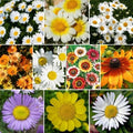 Daisy Wildflower Seed Mix, 10 Species Variety Packet, Eco-Friendly Seeds, Leucanthemum vulgare & More
