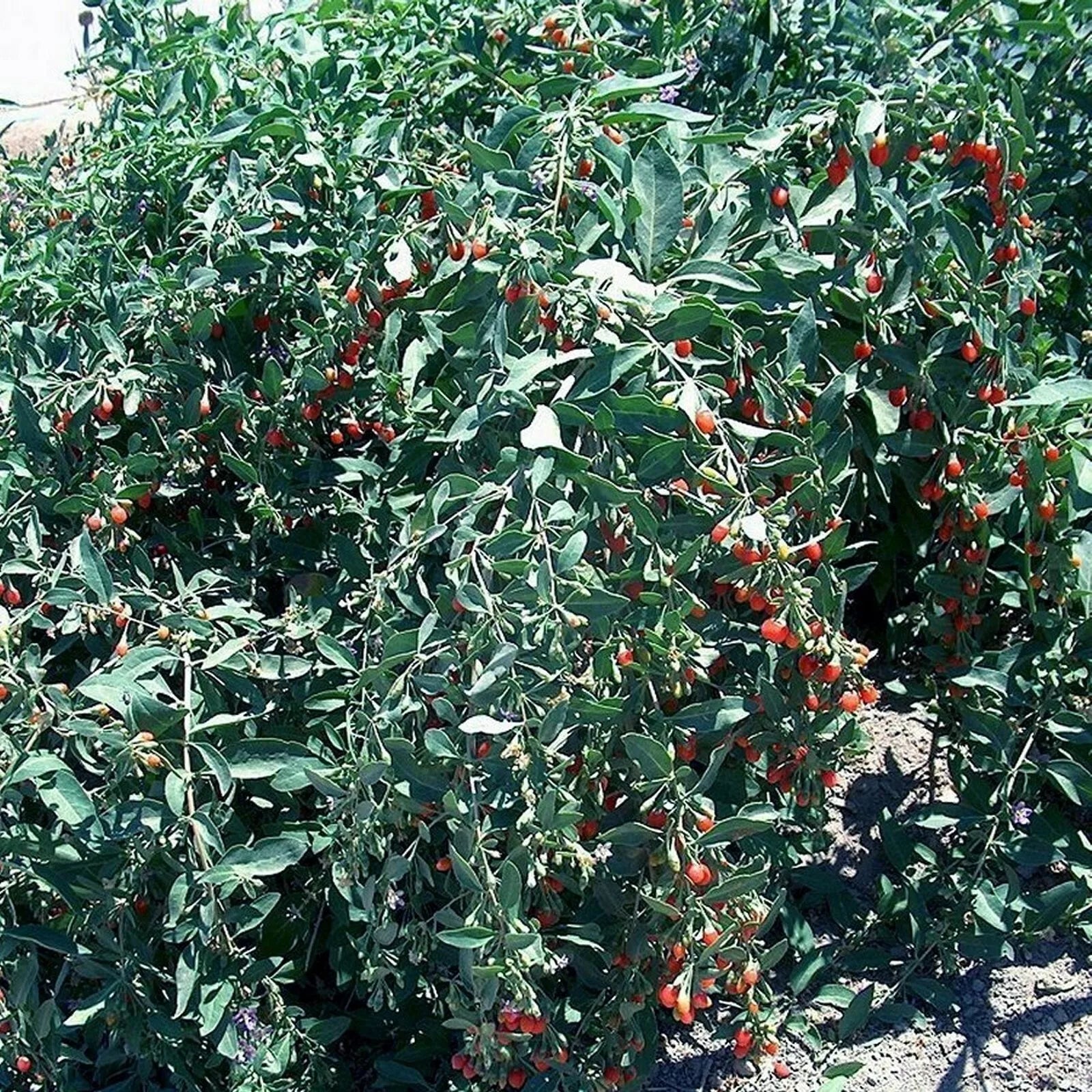 Goji Berry Cuttings - 10 Fresh Cuttings from Mature Plant - Non-Rooted - Lycium barbarum