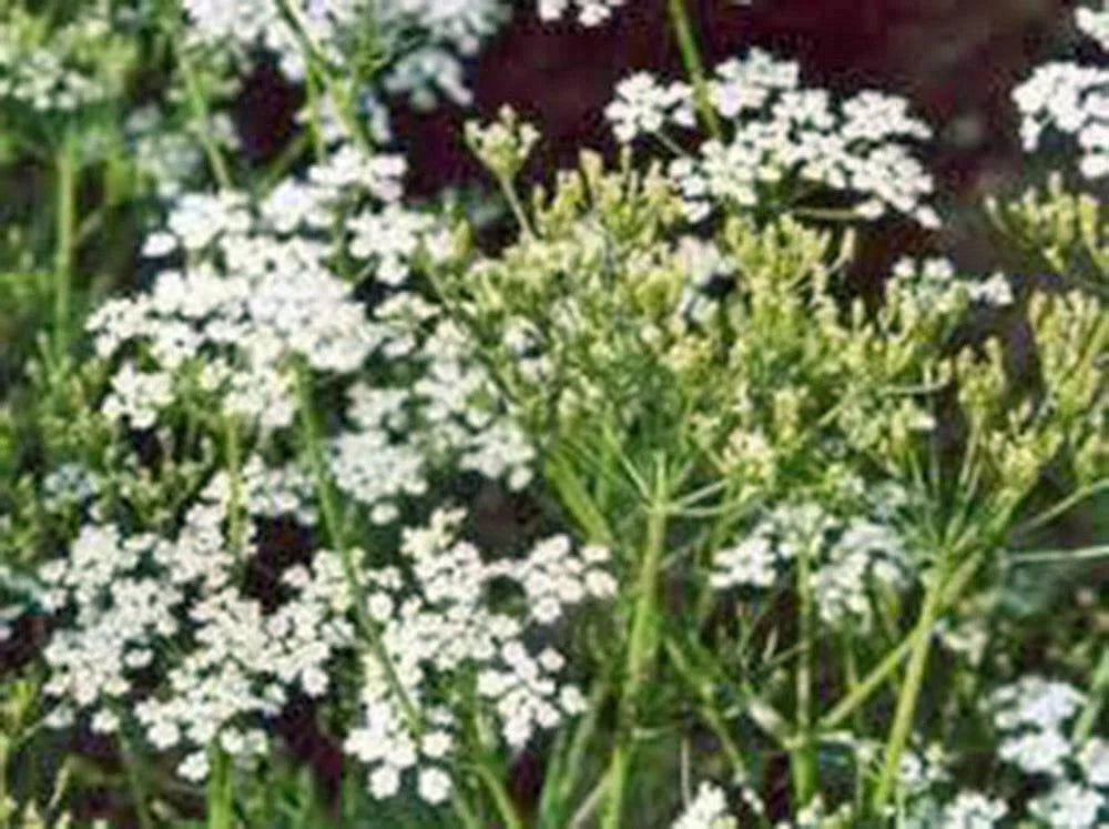 Caraway Herb Seeds - 50+ Seeds - Anethum graveolens - Use Seeds, Plant, and Roots for Flavorful Cooking