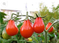 Red Pear Tomato Seeds - 100 Count Non-GMO Heirloom - Flavorful Variety for Home Gardens - Solanum lycopersicum