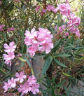 Oleander Live Flower Plant Cuttings 7" Pink for Propagation - Nerium oleander