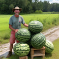 Florida Giant Watermelon Seeds - 12 Heirloom Non-GMO Organic Seeds - Rare Variety