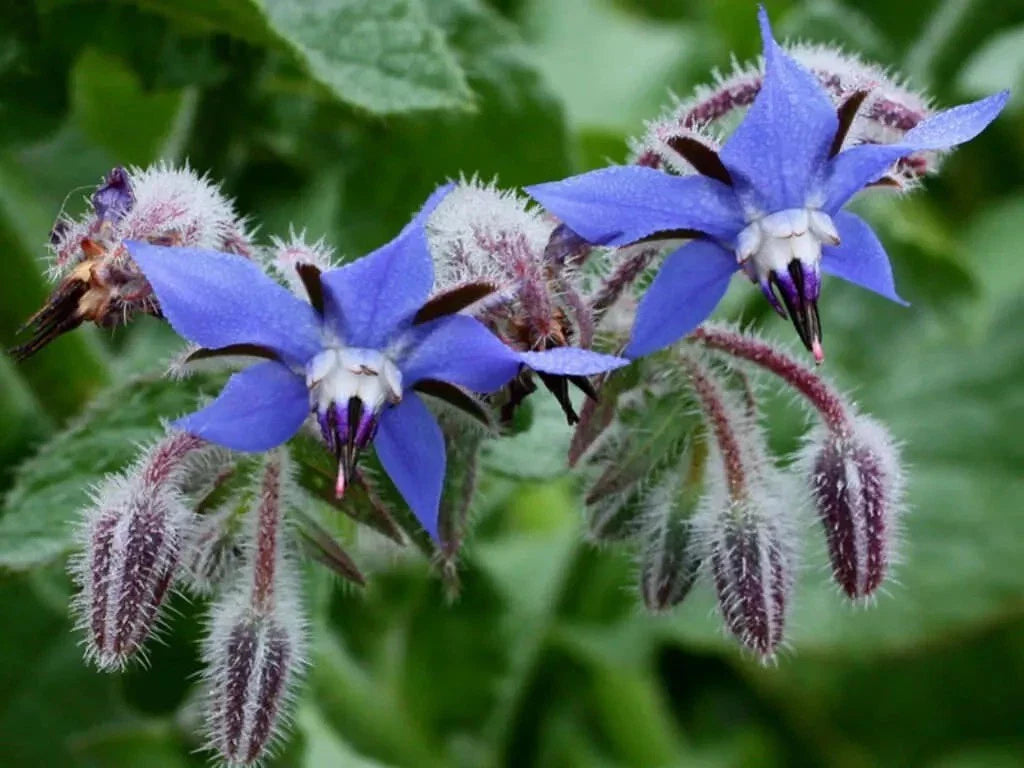 Borage Herb Seeds - 200+ Heirloom Non-GMO Seeds - Pest Repellent - Fresh - Borago officinalis