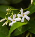 Star Jasmine Plant - 6" Live Jasminoides Trachelospermum Cuttings - Fragrant Flowering Vine