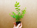 Blueberry Starter Plants - Sunshine Blue Variety (Vaccinium corymbosum) - Set of 2, Pesticide Free, Zones 5-10, Sweet Berries