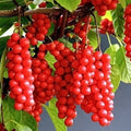 Self-Pollinating Schisandra Chinensis Cuttings - Limonnik Wu Wei Zi Magnolia Vine - 20 Plant Cuttings for Garden or Home