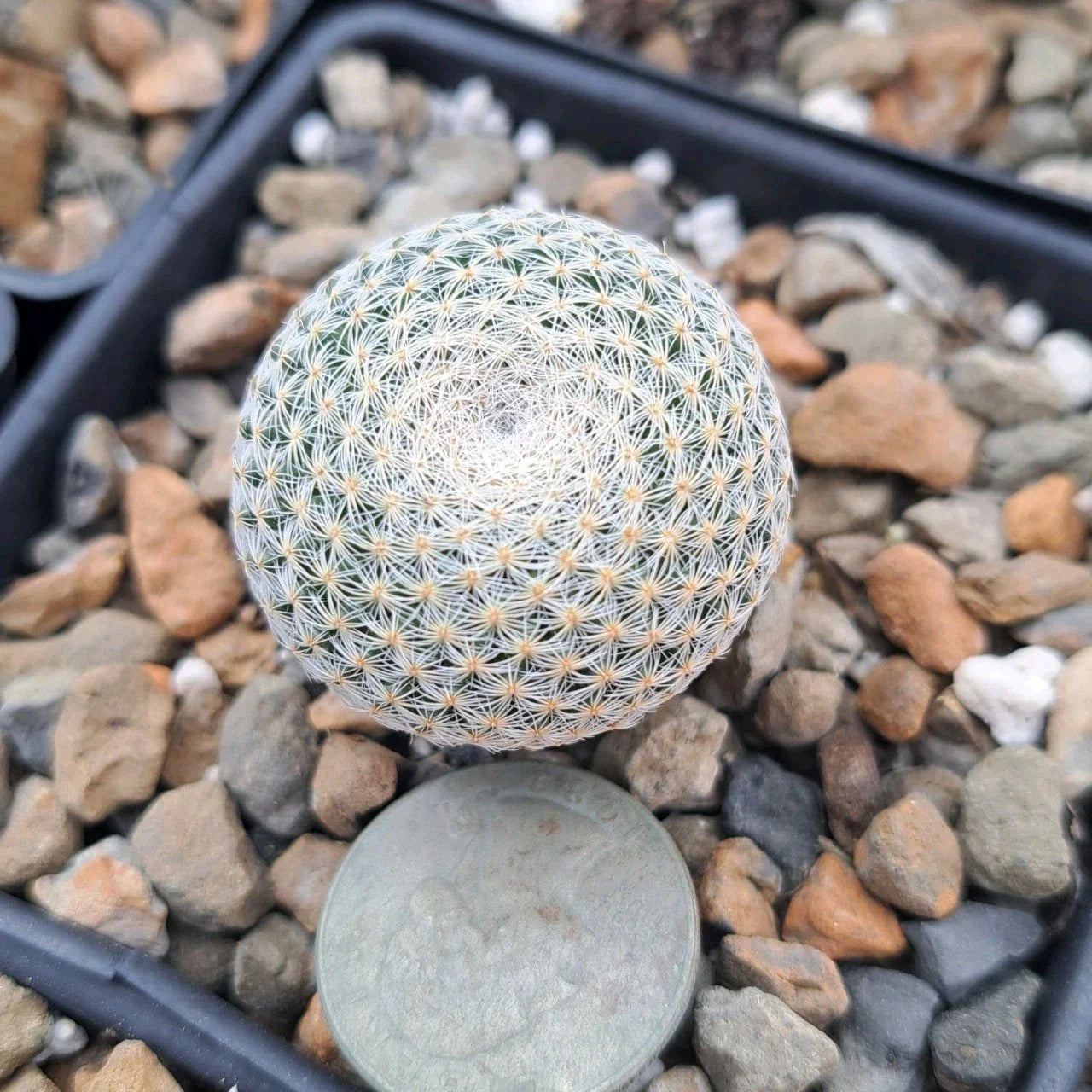 Mammillaria Microthele Bare Root Succulent Plant - Unique Cactus Variety for Indoor Gardening and Home Decor