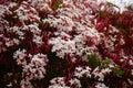 Pink Jasmine Starter Plant - Jasminum Polyanthum - Rooted, Extremely Fragrant Flowering Vine