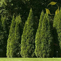 40 Oriental Arborvitae Tree Seeds for Planting, Platycladus orientalis, Evergreen, Hardy, Garden Landscaping