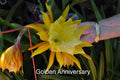 Epiphyllum Orchid Cactus Cuttings, 4 Rooted with New Growth, Golden Anniversary, Epiphyllum hybrid