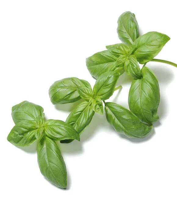 Organic Basil Seeds 500 Count - Super Sweet Ashalim - Ocimum basilicum - Non-GMO, Heirloom Variety for Gardening