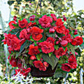 Begonia Seeds - 100 Count - Glory Hot Tip Red - Begonia x tuberhybrida