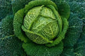 Savoy Perfection Cabbage Seeds 500+ Heirloom NON-GMO Fresh Seeds (Brassica oleracea var. sabauda)