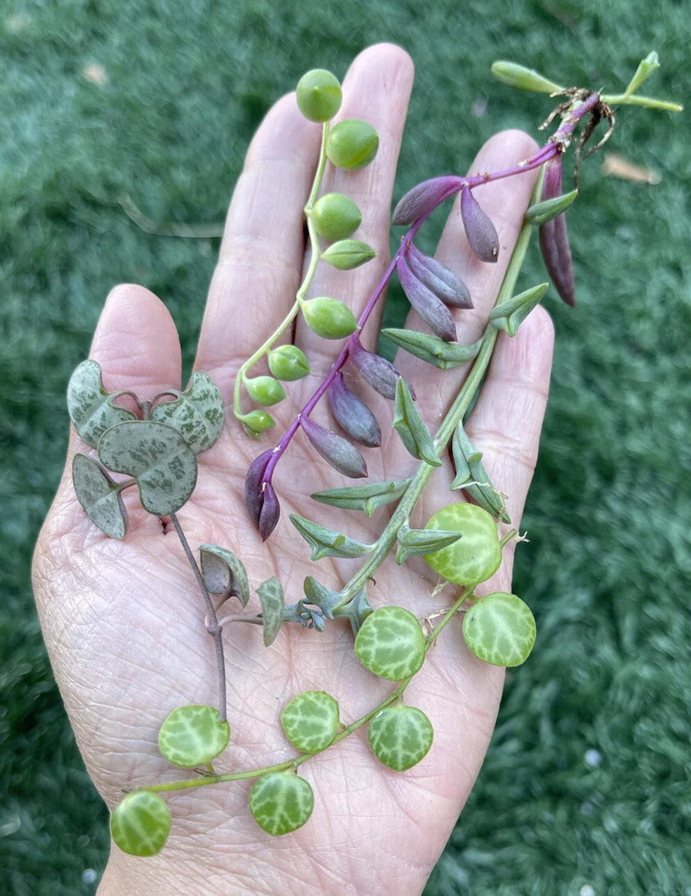 5 Healthy String of Hearts Cuttings | 3” Long | Ceropegia woodii | Indoor Plant Propagation