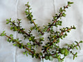 Lot of 6 Portulacaria afra Cuttings - Fresh Spekboom with Red Stems - 6" Length - Succulent Plant
