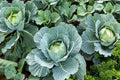 Cabbage Seeds 1000+ Count - Organic Heirloom Non-GMO - All Season Variety - Brassica oleracea