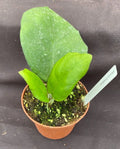 Hoya Frahns Plant - Rooted 3" Pot - Hoya Hybrid - Ideal Houseplant for Indoor Gardens - Easy Care