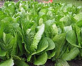 Romaine Lettuce Seeds - 1000 Heirloom Non-GMO Paris Island Seeds - Organic Gardening, Vegetable Seeds
