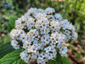 Viburnum Allegheny Cuttings Scions 8+2 for Grafting Flowering Bush Hedge Wind Resistant