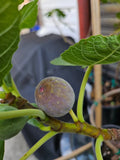 Smith Fig Cuttings - 5 Pack with Willow Water for Rooting - Ficus carica