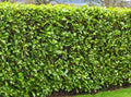 25 Fresh Cuttings Carolina Cherry Laurel 6-8" Rooting Shrubs Hedges for Privacy (Prunus caroliniana)