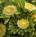 Aster Seeds - 'Hulk' Variety, 25 Seeds, Perennial Flower, Asteraceae Family