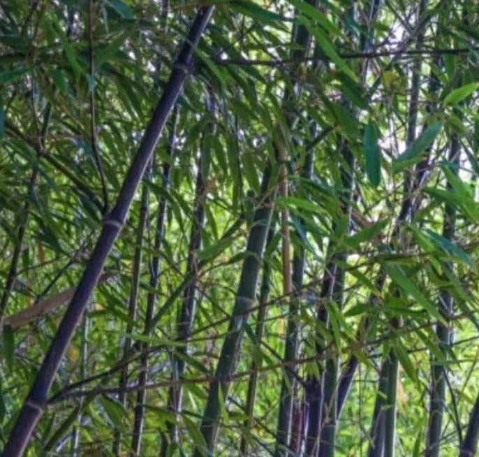 Black Bamboo Rhizome Starter Plant - Phyllostachys Nigra - Live Bare Root Black Bamboo for Gardens and Landscaping