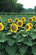 Dwarf Sunspot Sunflower Seeds - 50 Count - Exotic Flower Seed - Helianthus annuus