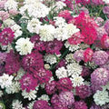 Dwarf Candytuft Seeds, Fairy Mix, 50+ Seeds, Beautiful Pink, Lavender, White Flowers, Iberis umbellata