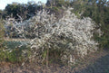Wild Plum Tree Live Plant Set of 2, 12-18 Inches, Prunus spp., 1-2 Years Old, Hardy Zones 5-9, Freshly Dug.
