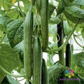 Tyria Cucumber Seeds | 25+ Seeds | Garden Planting | Cucumis sativus | USA