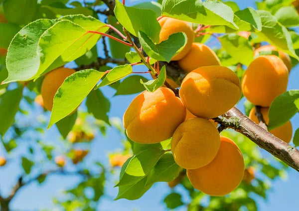 Apricot Trees Rooted Plants - New Stock, Up to 2 ft Tall - Prunus armeniaca