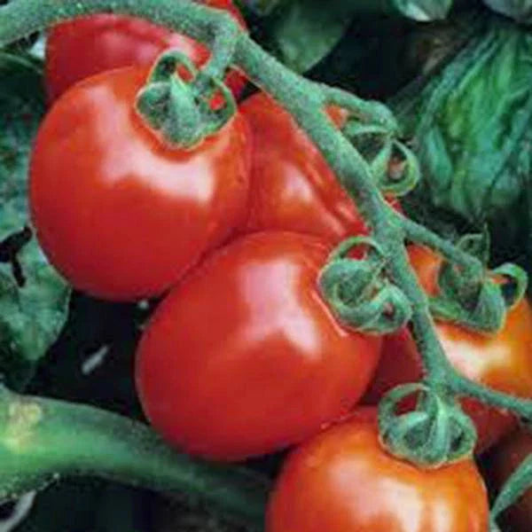 Italian Roma Tomato Seeds, Heirloom, 500 Non-GMO Seeds, Perfect for Home Gardening, Solanum lycopersicum