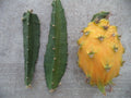 Yellow Dragon Fruit Cutting 3"-4" Palora Variety Fresh Plant (Hylocereus undatus)