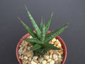 Sansevieria Francisii 4" Rare Exotic Succulent Outdoor Collector Plant - Snake Plant