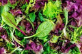 Premium Organic Heirloom Mesclun Leaf Lettuce Seed Mix - Gourmet Salad Greens for Home Gardening